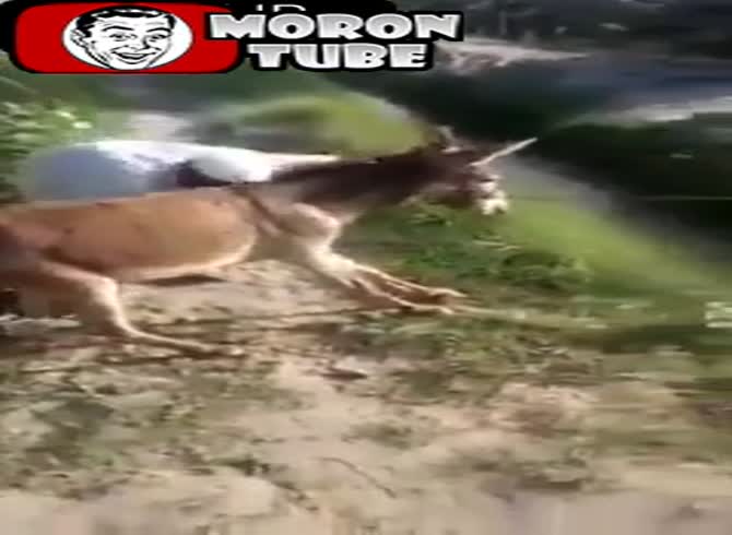 Video :A donkey is afraid of water and won't cross a canal